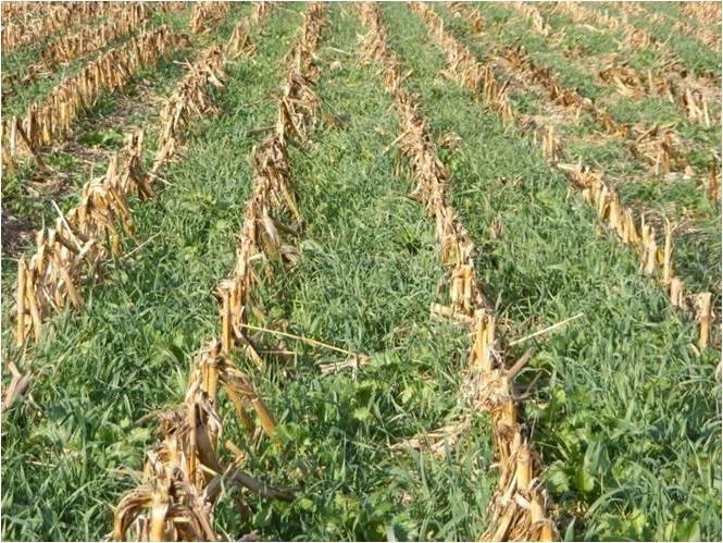 norm för såning av alfalfa per hektar