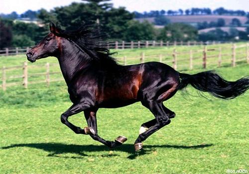 Hur mycket är den dyraste hästen i världen?