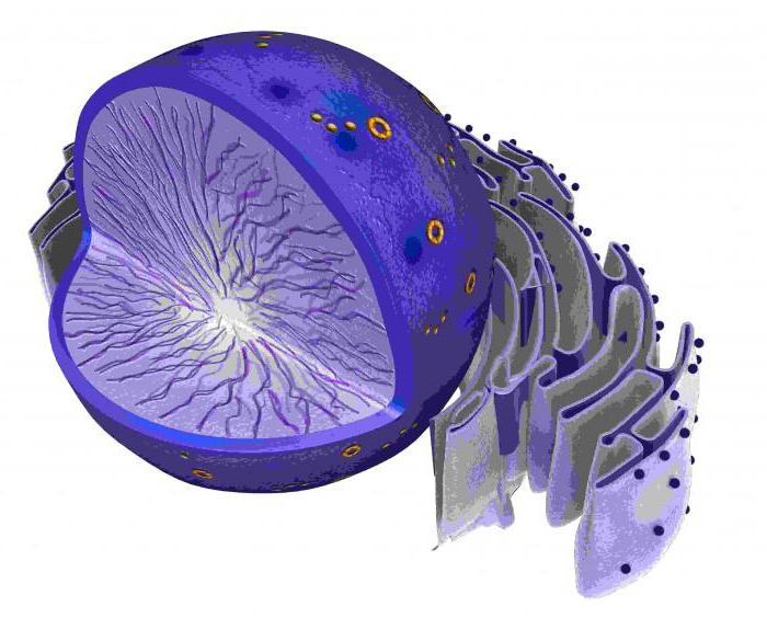 Funktionerna av nukleolus i cellen är vad? Nukleolus: struktur och funktion