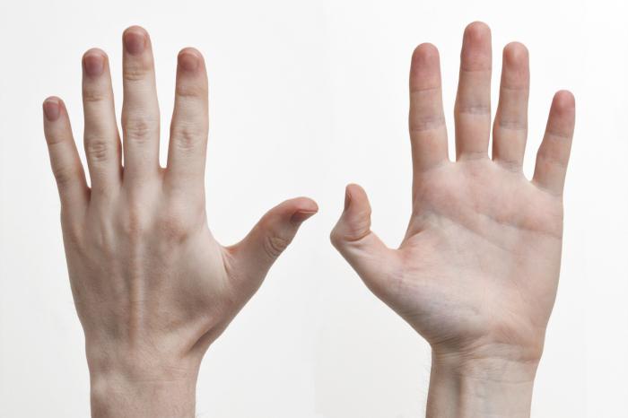 strukturen av handen senor